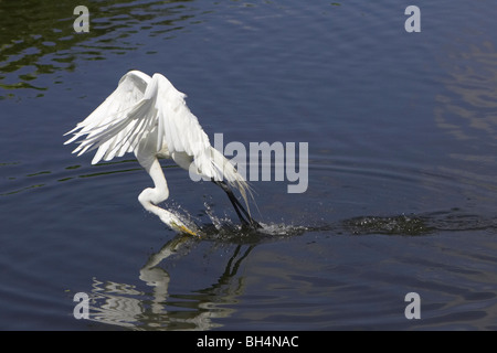 Silberreiher (Ardea Alba) Angeln in Gatorland, Florida, USA Stockfoto