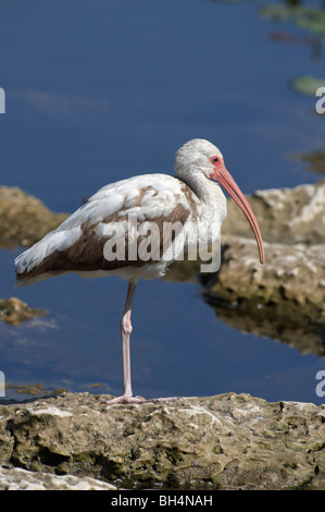 Juvenile weißer Ibis (Eudocimus Albus) ruhen in Everglades, Florida, USA Stockfoto