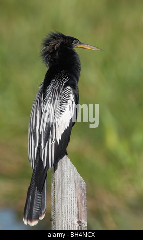 Anhinga (Anhinga Anhinga) auf Wasserhöhe messen Post bei der Anhinga Trail in den Everglades National Park, Florida, USA Stockfoto