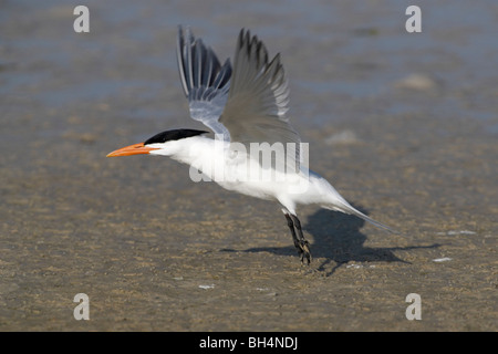 Königliche Seeschwalbe (Sterna Maxima) vom Strand im Fort De Soto. Stockfoto