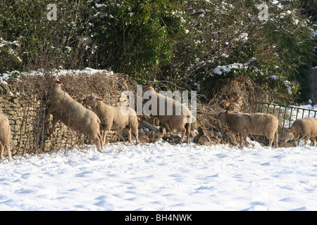 Schaf Essen aus einer Wand, in einem Schnee bedeckt Feld in Oxfordshire UK Stockfoto