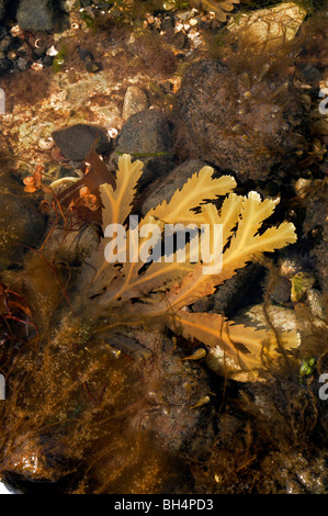 Gezahnten Wrack im Rockpool auf der Isle Of Skye. Stockfoto