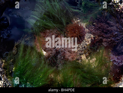 Mikrokügelchen Anemone im Rockpool auf der Isle Of Skye. Stockfoto