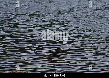 Graue Reiher (Ardea Cinerea) fliegen sehr niedrig über eine ruhige, gekräuselte Meer am Loch Leven, Argyll. Stockfoto