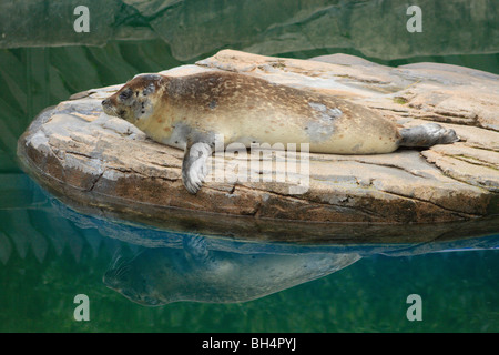 Seehunde (Phoca Vitulina) auf einem Felsen in Oban. Stockfoto