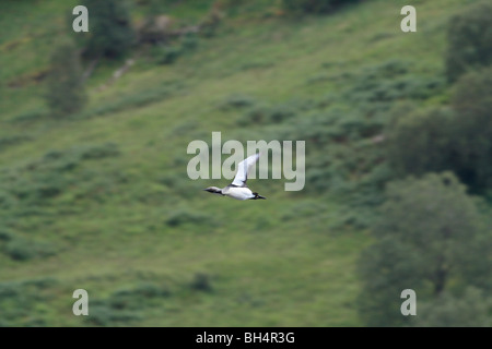 Prachttaucher (Gavia Arctica) im Flug über Loch Eilt, Glenfinnan. Stockfoto