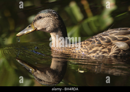 Weibliche Stockente (Anas Platyrhynchos) mit Reflexion über Wasser. Stockfoto