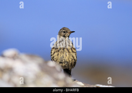 Juvenile Misteldrossel Drossel (Turdus Viscivorus) auf Felsen am Loch Ailort. Stockfoto