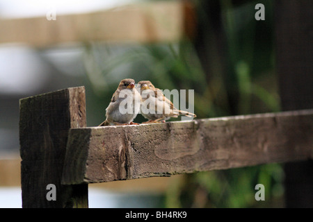 Paar juvenile Haussperlinge (Passer Domesticus) auf einem Zaun in Ballachulish. Stockfoto