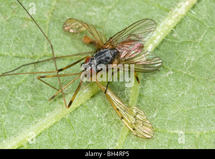 Nahaufnahme einer parasitären Fliege (unbekannte Arten) ernähren sich von einer Kran-Fliege im Sommer. Stockfoto