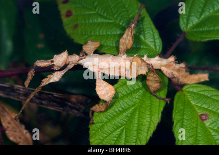 Nahaufnahme der riesigen stacheligen Stabheuschrecke (Extatasoma Tiaratum) im Ruhezustand verlässt auf. Stockfoto