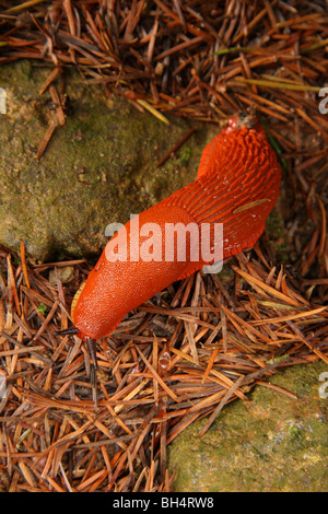 Die orange Form der großen schwarzen Slug (Arion Ater) von oben. Stockfoto