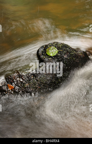 Moos bedeckt Rock und ein Blatt in der Mitte ein schnell fließender Strom. Stockfoto