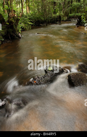 Ein schnell fließender Strom läuft durch einen Wald mit bemoosten Bank und Farne. Stockfoto