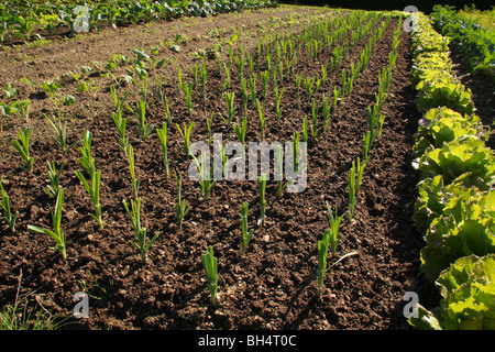 Mehrere beleuchtete Reihen junger Lauch in ein gut gehütetes Gemüse Garten wachsen. Stockfoto