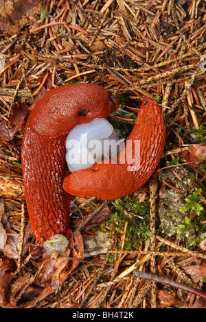 Zwei Orange bilden große schwarze Schnecken (Arion Ater) auf einem Bett aus Kiefernnadeln Paarung. Stockfoto