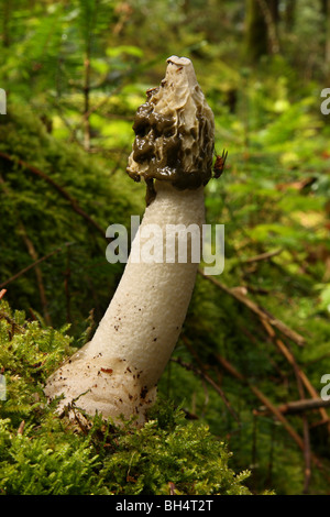 Stinkmorchel Pilze (Phallus Impudicus) durch Moos im Wald wächst. Stockfoto