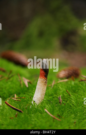 Kleiner Hund Stinkmorchel Pilze (Mutinus Caninus) durch Moos im Wald wächst. Stockfoto