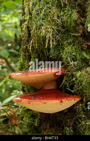 Zwei Beefsteak Pilze (Fistulina Hepatica) wächst auf einem Moos bedeckt Eiche im Wald. Stockfoto