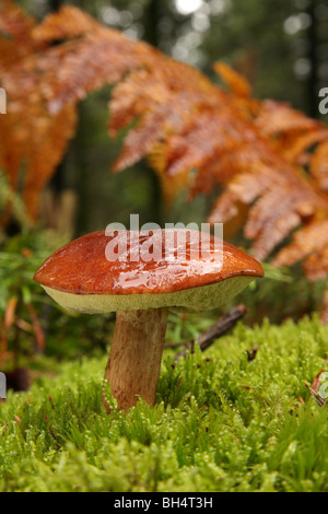 Bucht in Moos in einem Pinienwald wachsen Steinpilze (Boletus Badius). Stockfoto
