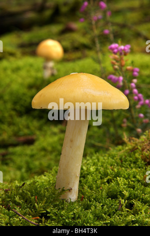 Zwei gelbe Sumpf ubling (ubling Claroflava) Pilze wachsen durch Moos im Wald. Stockfoto