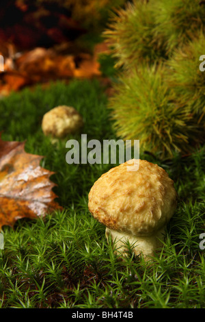 Junge Steinpilze Pilze in Moos umgeben von süßen Kastanien Blätter und Früchte. Stockfoto