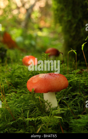 Kleine Gruppe von Sickener Pilzen (ubling Emetica) in moosigen Wald wachsen. Stockfoto