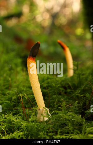 Hund Ei Stinkmorchel Pilze (Mutinus Caninus) sack Stockfoto