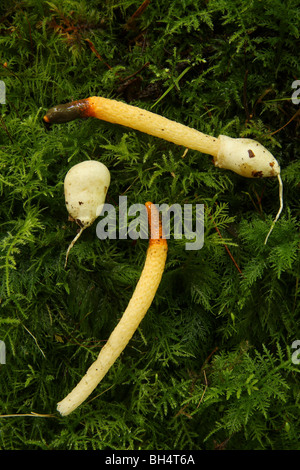 Hund Stinkmorchel Pilze (Mutinus Caninus) Moos; ein Ei Sack ein Stockfoto