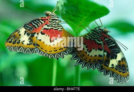 Paarung paar rote Florfliege Schmetterlinge (Cethosia Biblis) Blatt Insekt Haus, lange Sutton Stockfoto