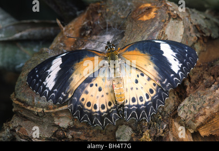 Nahaufnahme eines weiblichen Florfliege Schmetterlings (Cethosia Biblis) ruht auf Baumrinde im Schmetterlinghaus London. Stockfoto