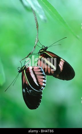 Nahaufnahme der Paarung zweier Postman Schmetterlinge (Heliconius Melpomene) hängen von einem Blatt in die lange Sutton Schmetterlingshaus. Stockfoto