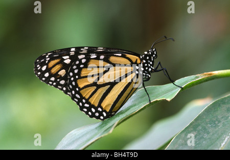 Nahaufnahme einer Monarchfalter (Danaus Plexippus) mit Flügeln, ruht auf einem Blatt im Schmetterlinghaus London. Stockfoto