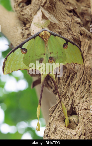 Nahaufnahme von einem indischen Mondmotte (Actias Selene) hängen von den Resten seiner Puppe in London Schmetterlingshaus. Stockfoto