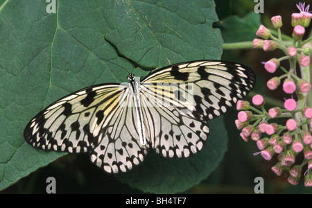 Nahaufnahme eines weißen Baum Nymphe Schmetterlings (Idee Leuconoe) mit offenen Flügeln im Schmetterlinghaus London ausruhen. Stockfoto