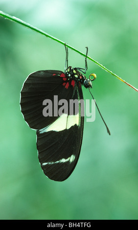 blaue griechische Schmetterling (Heliconius Sara) Rasen Stamm typische Stockfoto