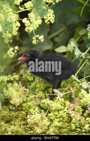 Gemeinsamen Teichhuhn (Gallinula Chloropus) Küken auf Pensthorpe. Stockfoto