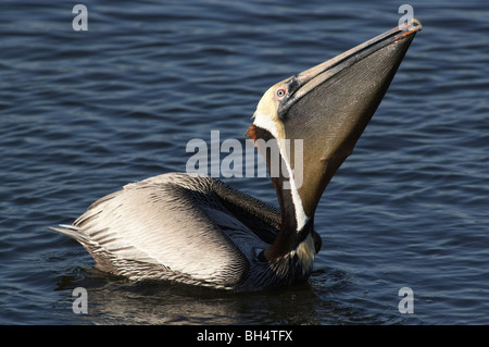 Braune Pelikan (Pelecanus Occidentalis) schlucken fangen an J. N. Ding Darling National Wildlife Refuge, Sanibel, Florida, USA Stockfoto