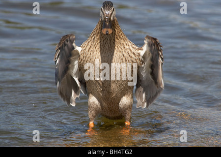 Weibliche Stockente (Anas Platyrhynchos) mit Flügeln nach dem Waschen auf Pensthorpe. Stockfoto