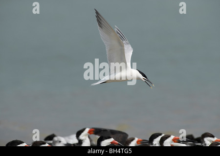 Brandseeschwalbe (Sterna Sandvicensis) überfliegen Schlafplatz schwarz Skimmer (Rynchops Niger) an der Fort De Soto, Florida, USA Stockfoto