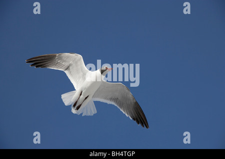 Lachen über Fort De Soto Möwe (Larus Atricilla) im Flug. Stockfoto