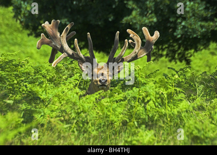 Rothirsch (Cervus Elaphus) Hirsch Blick auf einige Bracken im Sommer. Stockfoto