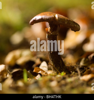 Wilde Pilze. Stockfoto