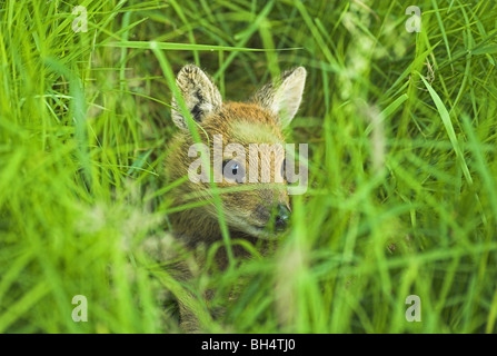 Rothirsch (Cervus Elaphus) Kitz im Gras. Stockfoto