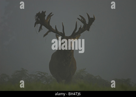 Rotwild-Hirsch (Cervus Elaphus) im frühen Morgennebel. Stockfoto