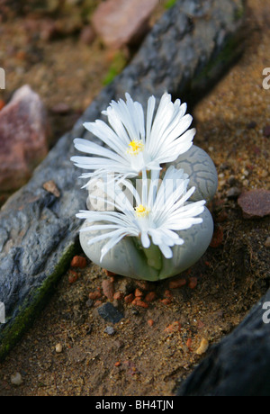 Stein, Pflanzen oder Living Stones, Lithops Helmutii, Mittagsblumengewächsen, Südafrika Stockfoto