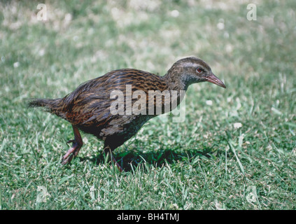 WEKA (Gallirallus Australis), einem flugunfähigen Vogel, auf der Suche nach Essen Gras. Stockfoto