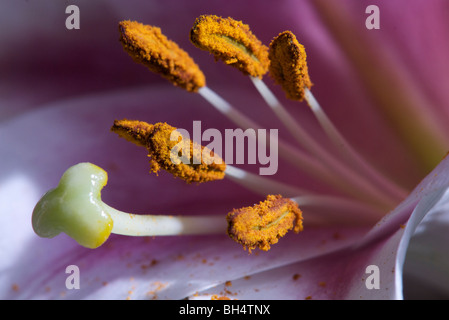 Nahaufnahme einer Lilium (Liliaceae) mit Stigmatisierung und Ausdauer. Stockfoto