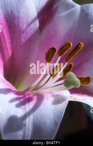 Nahaufnahme einer Lilium (Liliaceae) mit Stigmatisierung und Ausdauer. Stockfoto