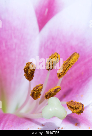 Nahaufnahme einer Lilium (Liliaceae) mit Stigmatisierung und Ausdauer. Stockfoto